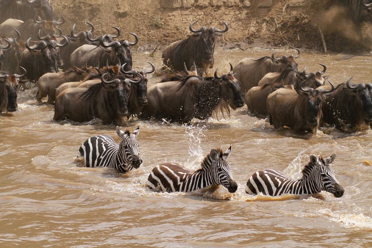 7 Days Serengeti Wildebeest Migration Safari