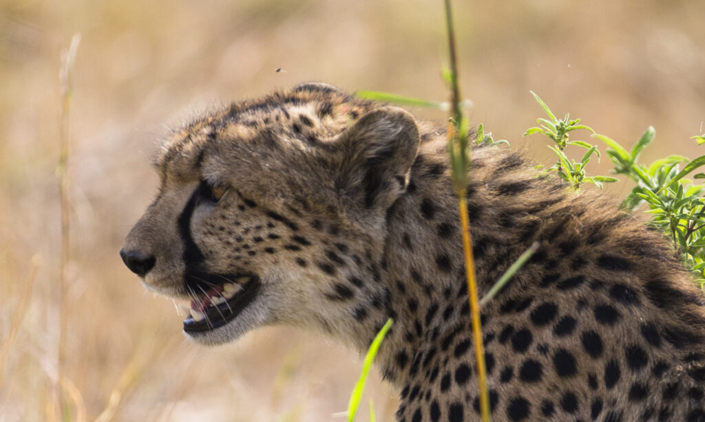 2 Days Tanzania Safari from Zanzibar | Tarangire & Ngorongoro