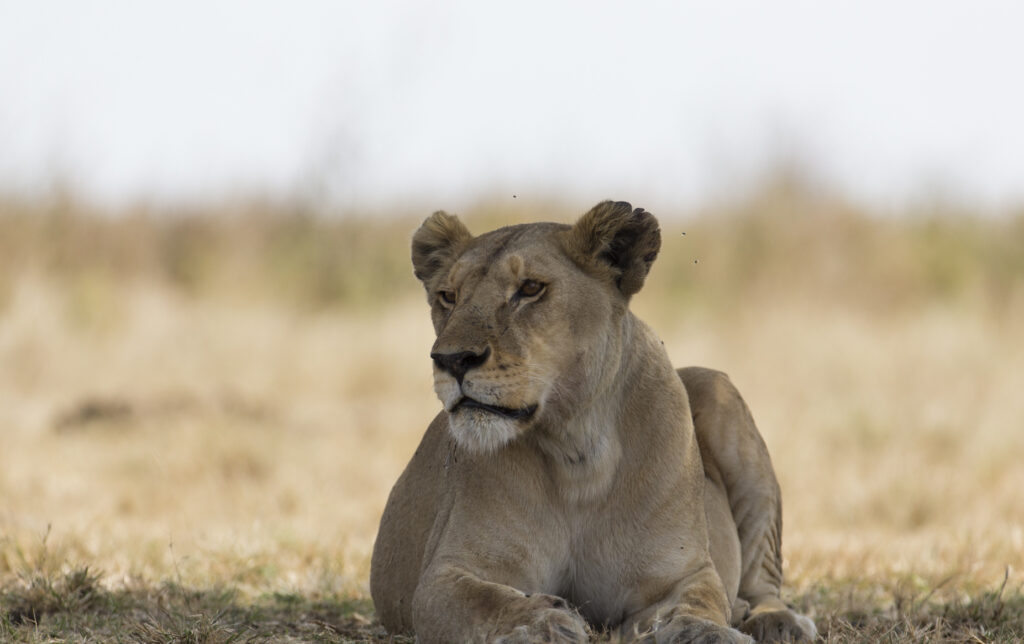 8 Day Tanzania Safari & Beach Holidays