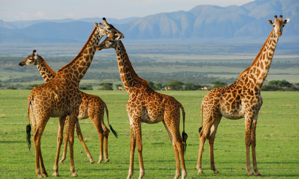2 Days Tanzania Lodge Safari