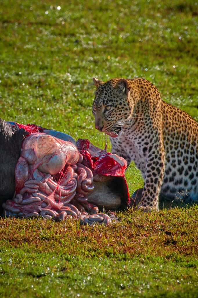 4 days Tanzania Safari-From-Zanzibar
