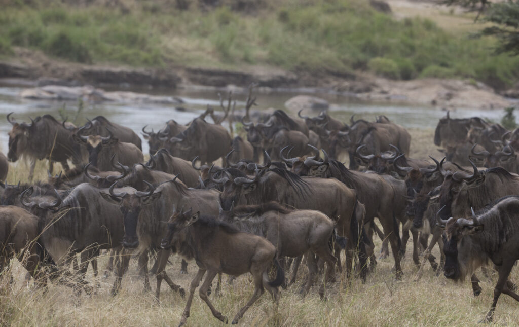 5-days-wildebeest-migration