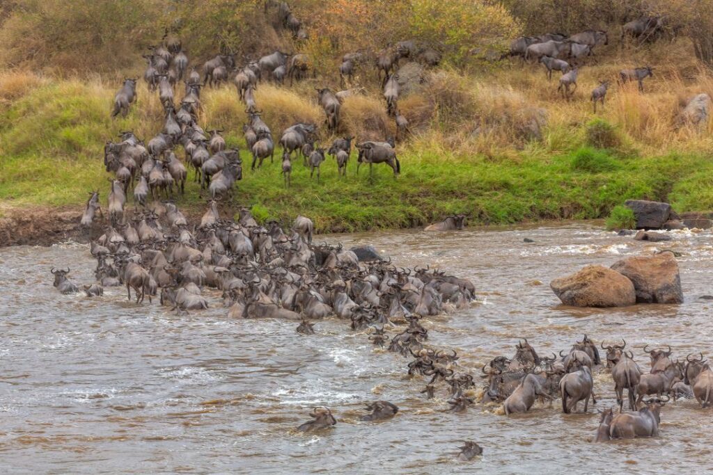 Serengeti Great Wildebeest Migration Tour | 7-Day Safari in Tanzania
