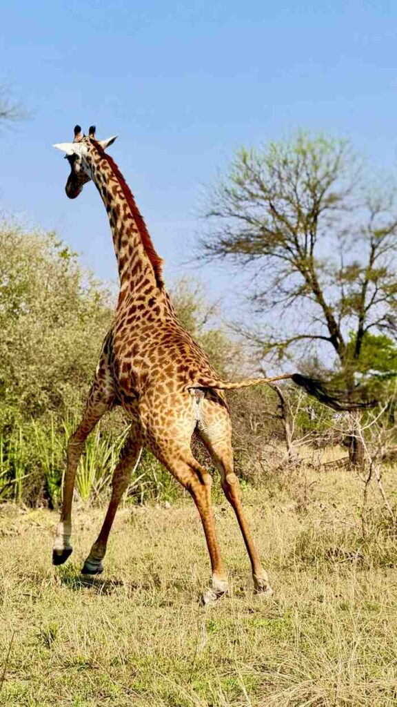 Girrafe in Serengeti