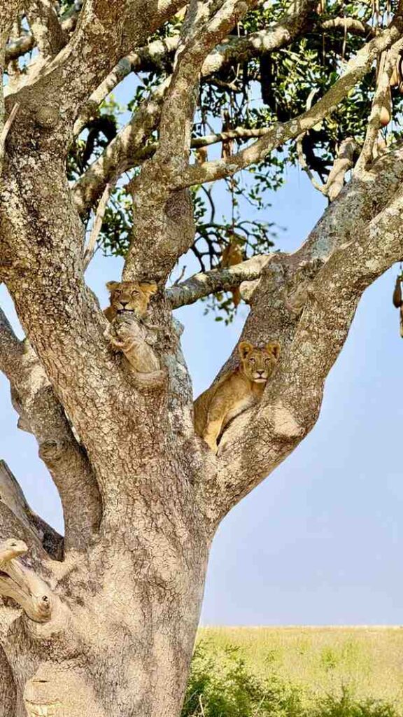 Serengeti- Lions