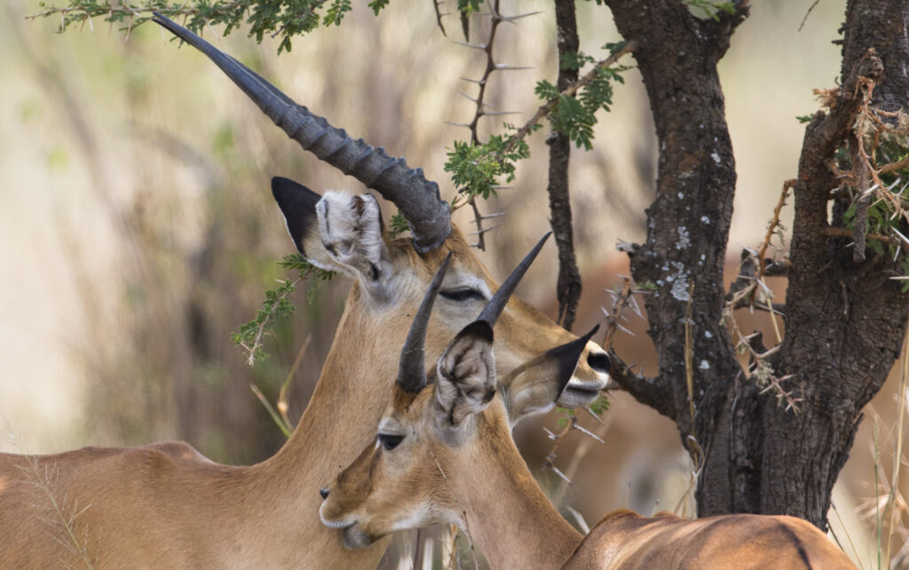 11 Days Tanzania and Zanzibar Beach