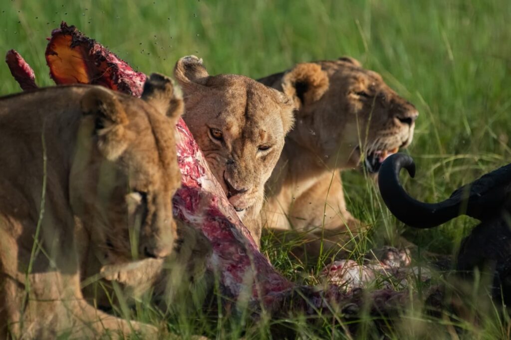 5 Days Safari from Zanzibar