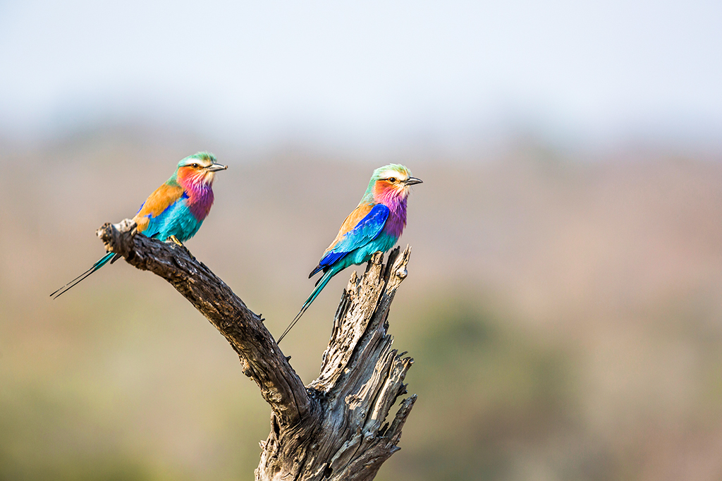 Two lilac breasted rollers are perching on a tree branch at Mikumi National Park Tanzania