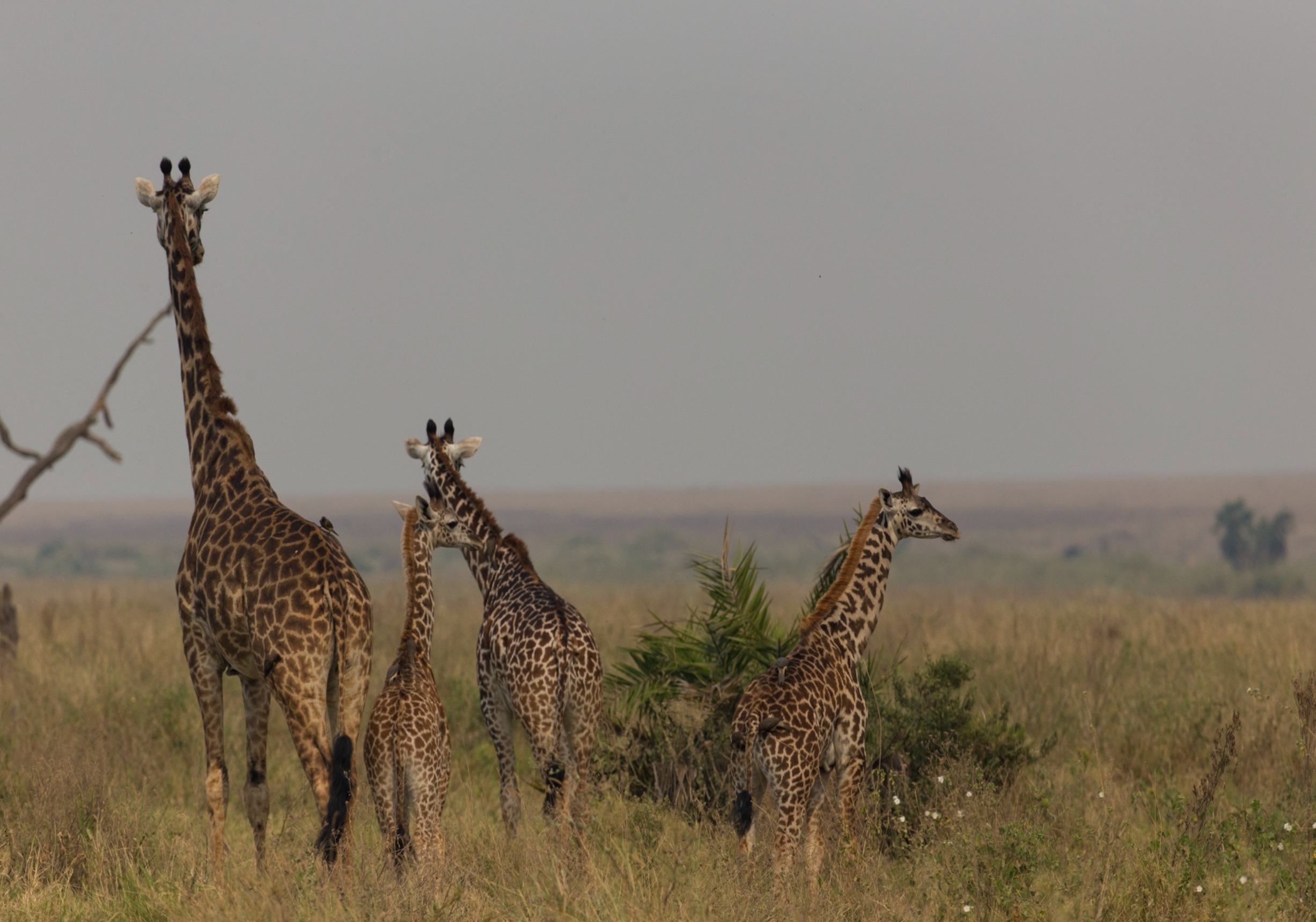 Giraffe in Mikumi National Park savannah