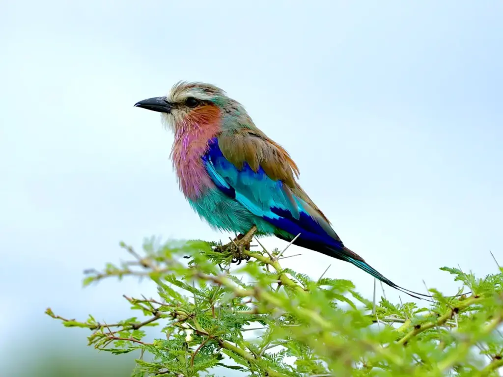 Safari Peak Lilac Breasted Roller