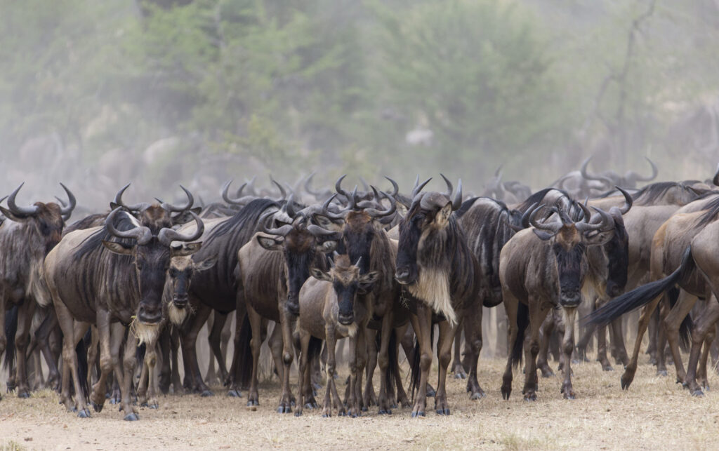 Serengeti National Park