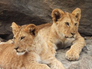 Christmas Safari Packages 2025–2027