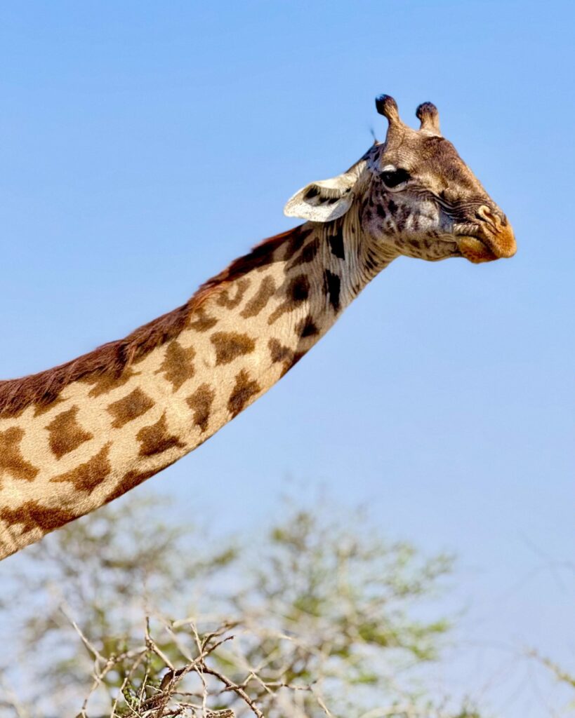Tanzania Safari From Zanzibar