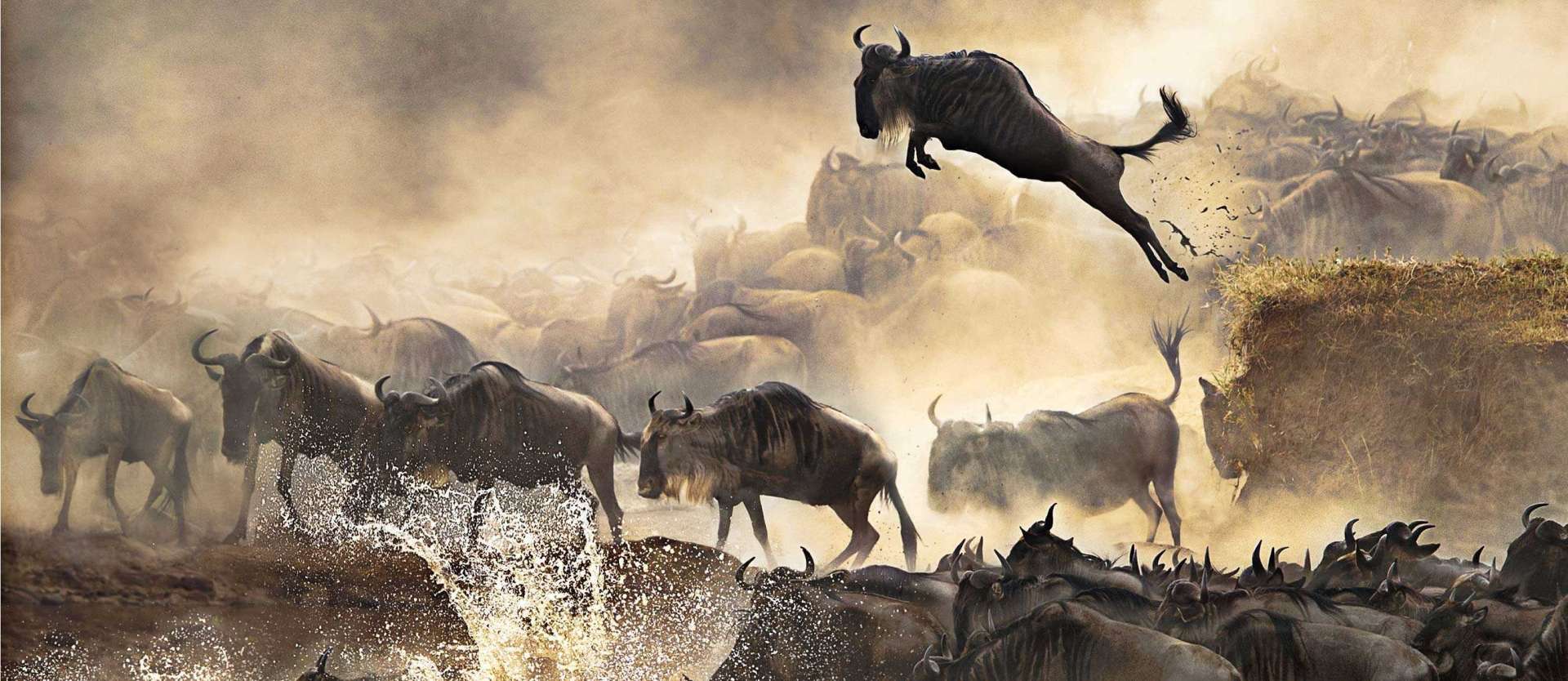 Wildebeest Migration Safari