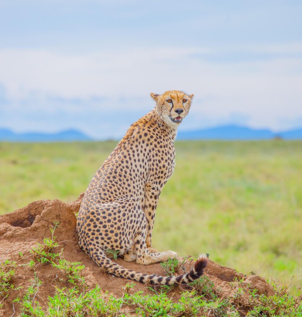 2 Days Tanzania Safari from Zanzibar | Tarangire & Ngorongoro