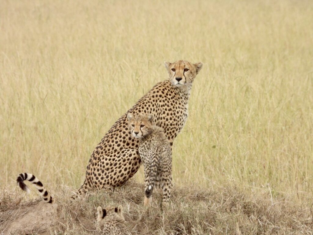 3 Day Tarangire, Ngorongoro & Lake Manyara Eco Safari