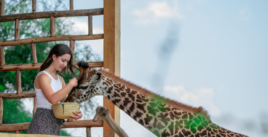 3 Tage Tarangire Ngorongoro Serval Wildlife Safari ab Sansibar