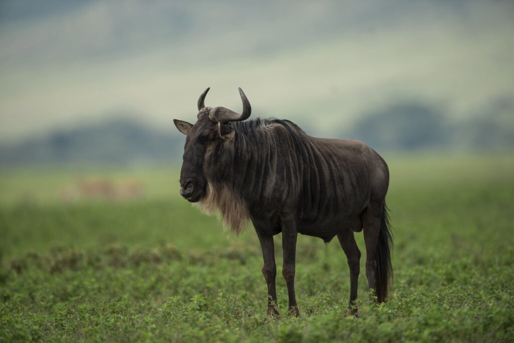 5 Days Wildebeest Migration Safari