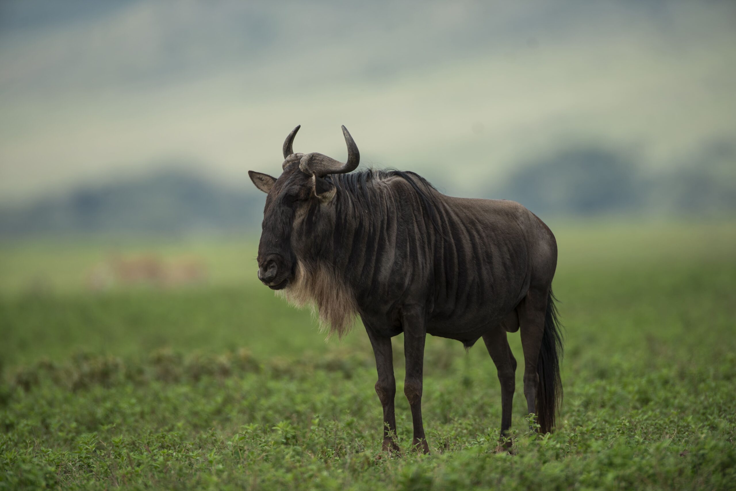 5 Days Wildebeest Migration Safari