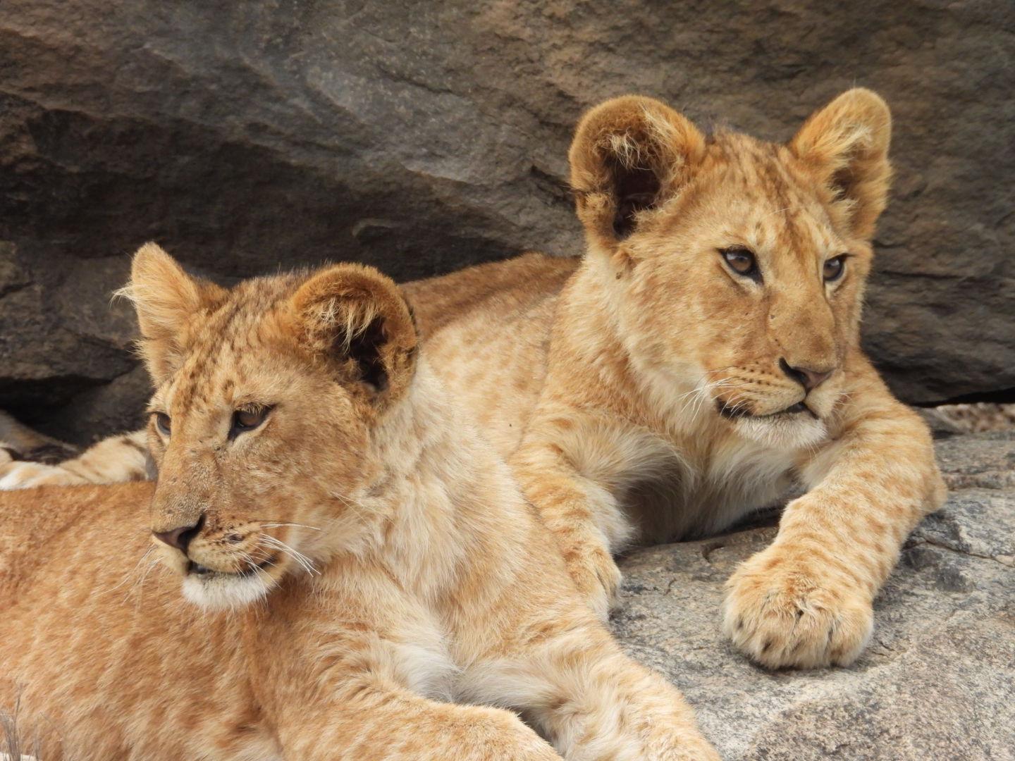 Christmas Safari in Tanzania