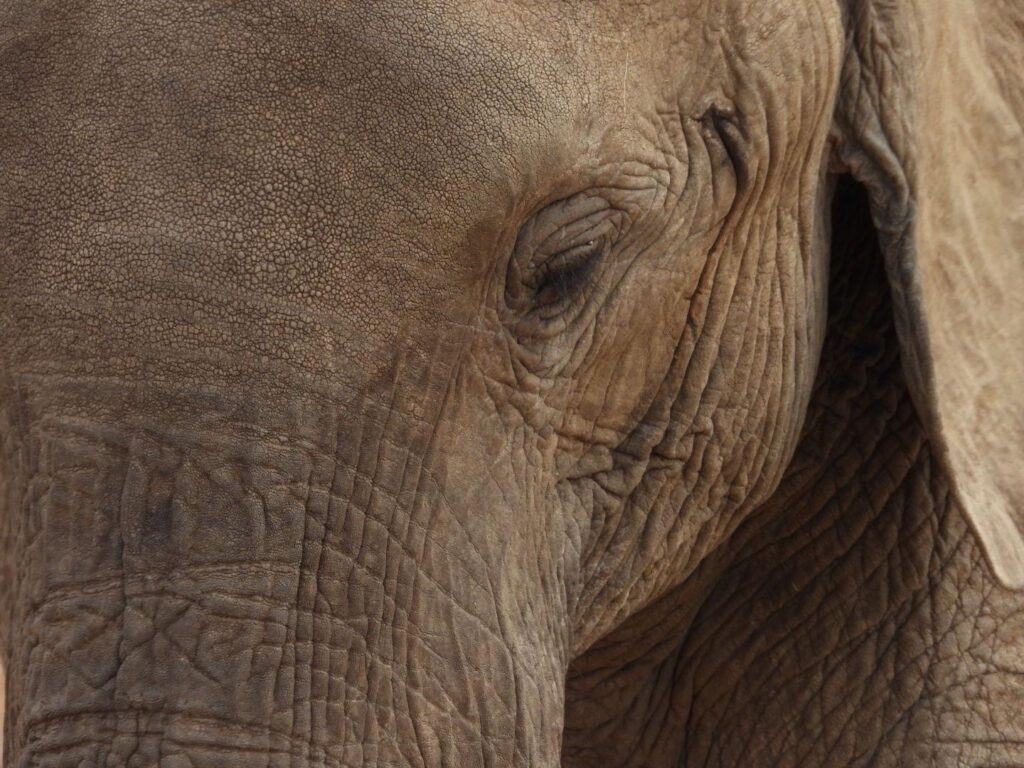 Christmas Safari in Tanzania