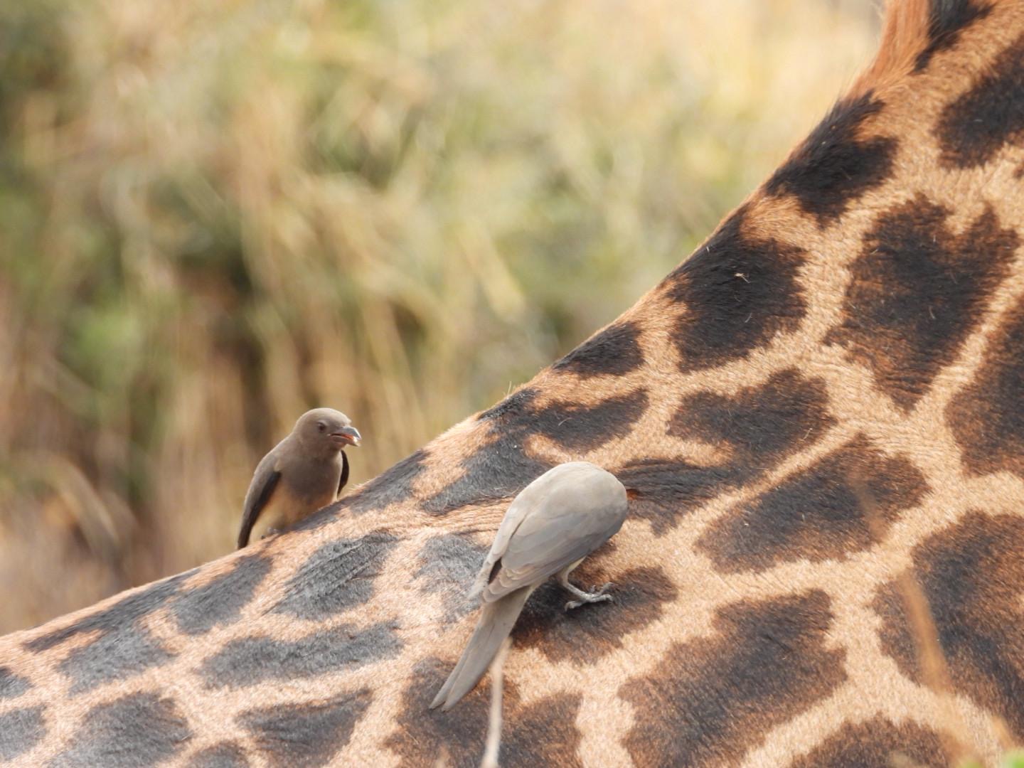 Christmas Safari in Tanzania