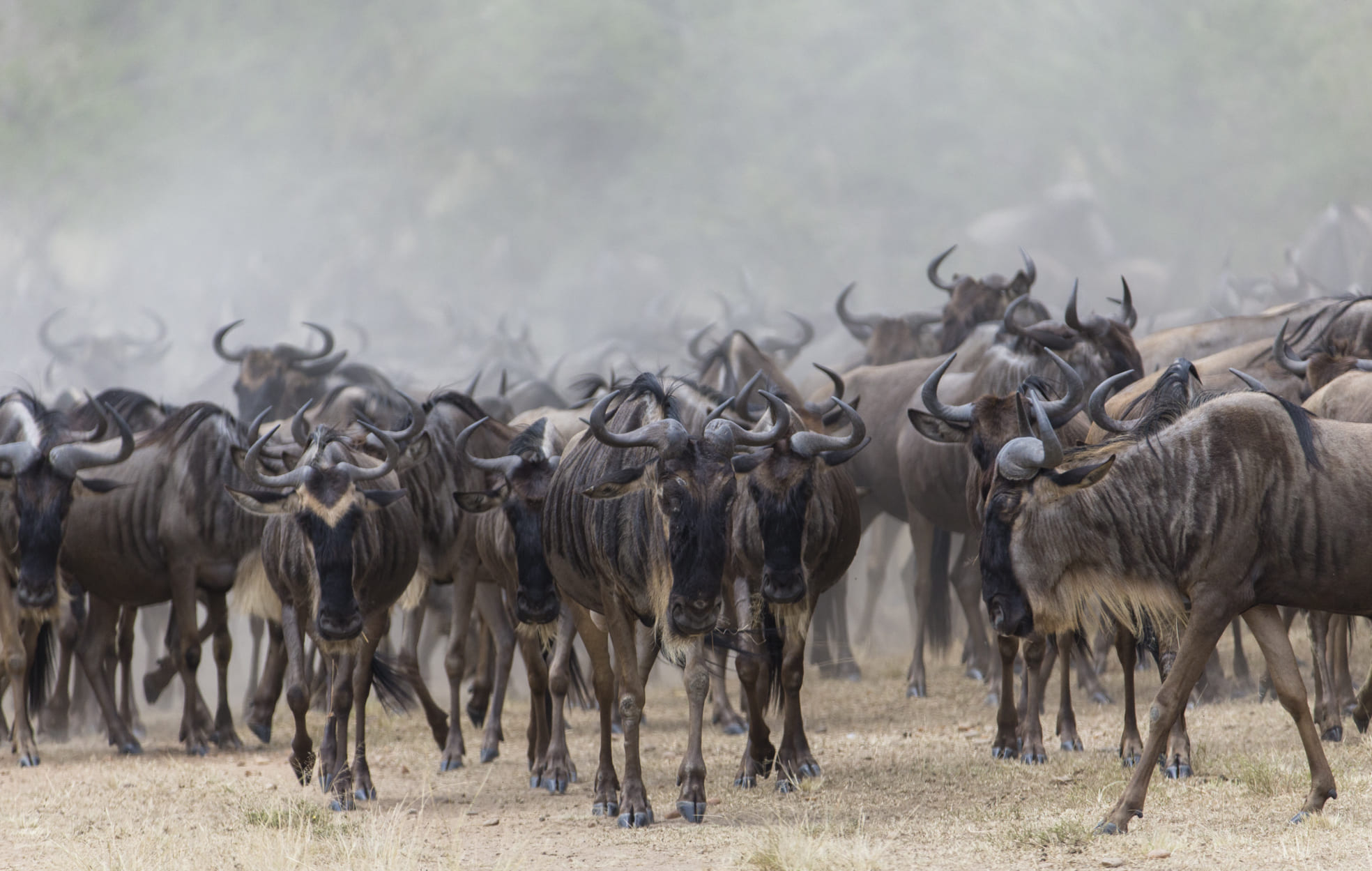 Serengeti Wildebeest Migration Tours 2026/2027
