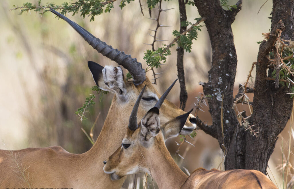 Tanzania Safari Cost 2026