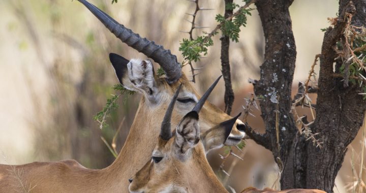 11 Days Tanzania and Zanzibar Beach