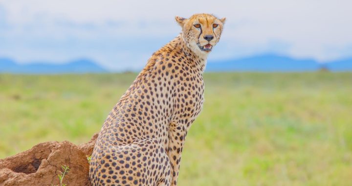 2 Days Tanzania Safari from Zanzibar | Tarangire & Ngorongoro