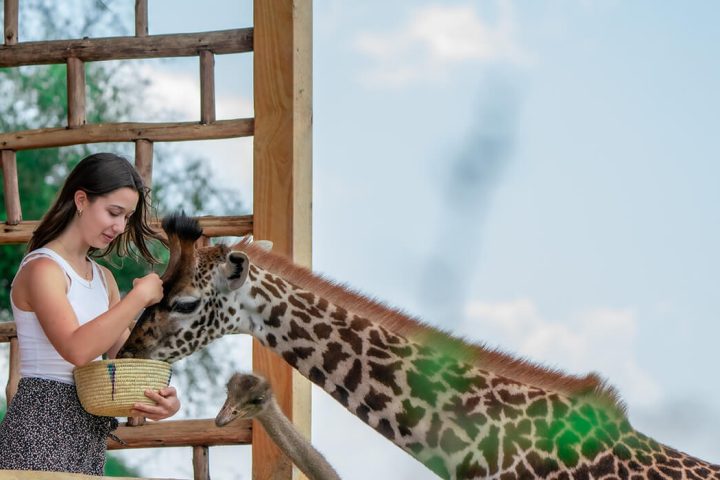 3 Tage Tarangire Ngorongoro Serval Wildlife Safari ab Sansibar