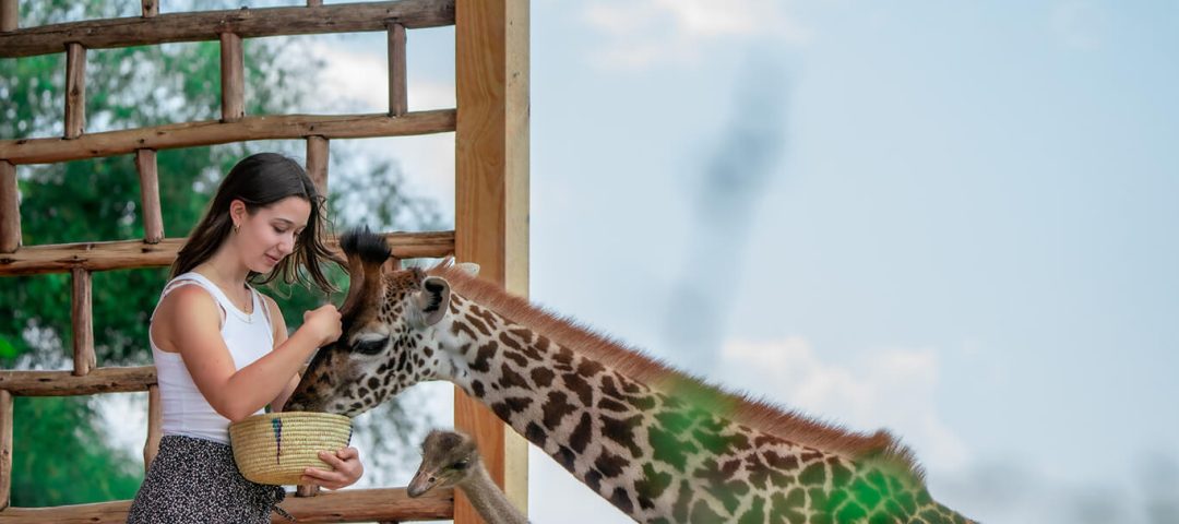 3 Tage Tarangire Ngorongoro Serval Wildlife Safari ab Sansibar