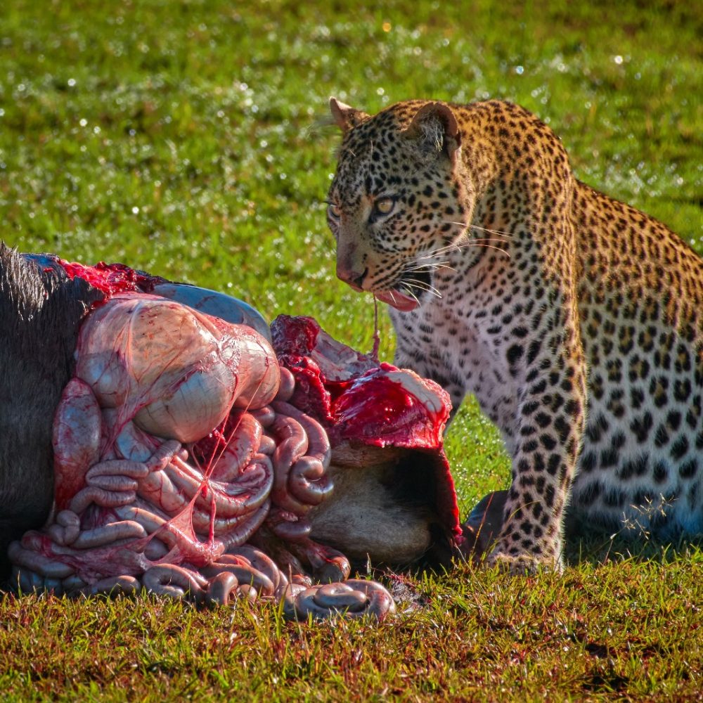 4 days-Tanzania -safari-from-zanzibar