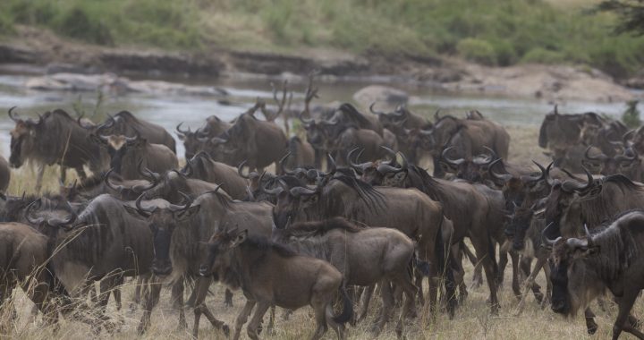 5-days-wildebeest-migration