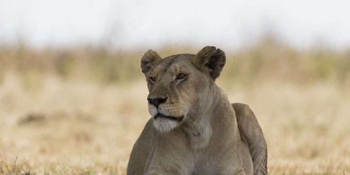 8 Day Tanzania Safari & Beach Holidays