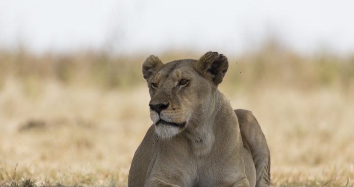 8 Day Tanzania Safari & Beach Holidays