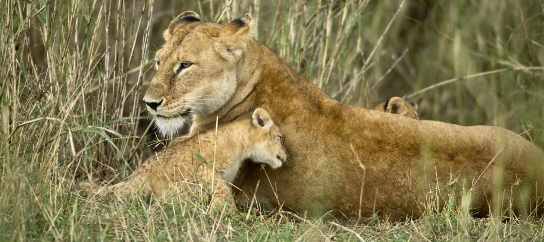 Arusha National Park Packages