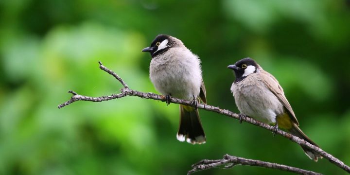 bird bird
