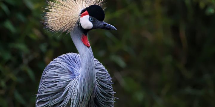 Bird Watching Arusha National Park