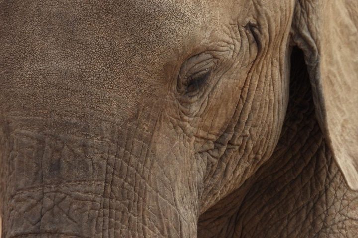 Christmas Safari in Tanzania