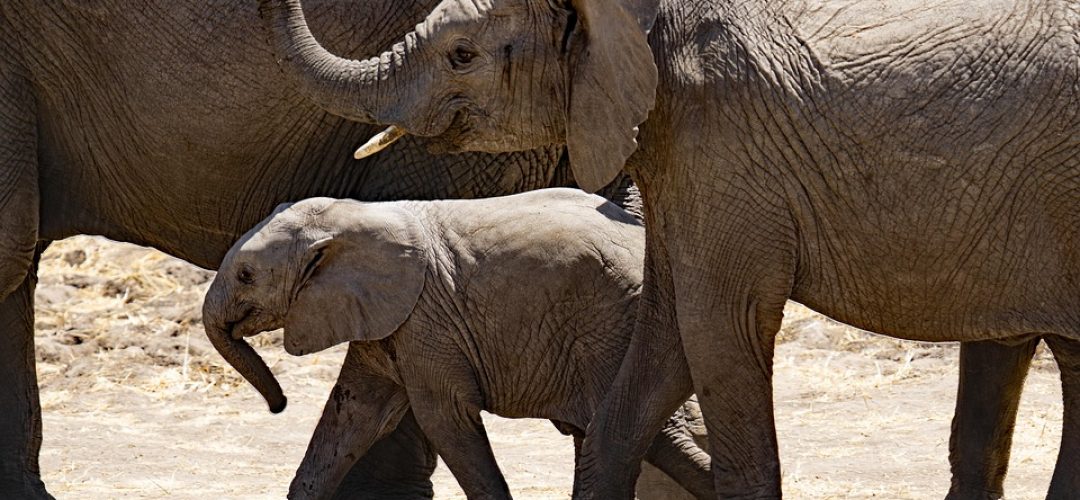 Elephants Safari Peak