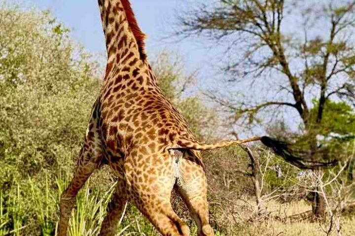 Girrafe in Serengeti