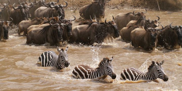 Serengeti Great Migration