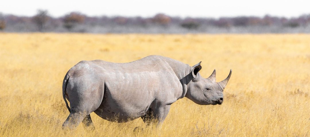 Rhino Safari Peaks