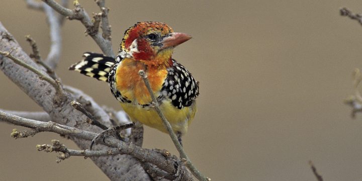 Safari Peak Birding