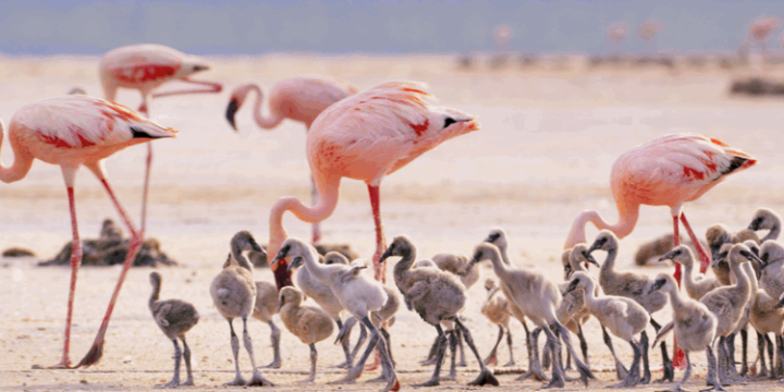 Safari Peak Flamingo