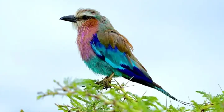 Safari Peak Lilac Breasted Roller