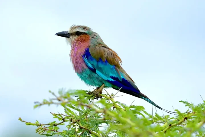 Safari Peak Lilac Breasted Roller