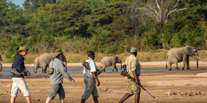 Safari Peak Walking Safaris