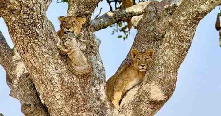 Serengeti- Lions